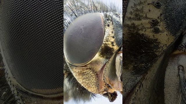 Мухи. Интересные факты #shorts смотреть онлайн