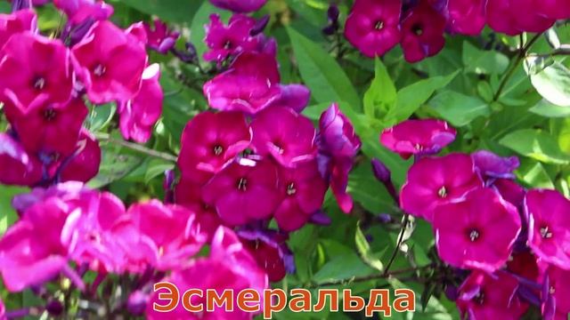 Флоксы хиты смотреть онлайн