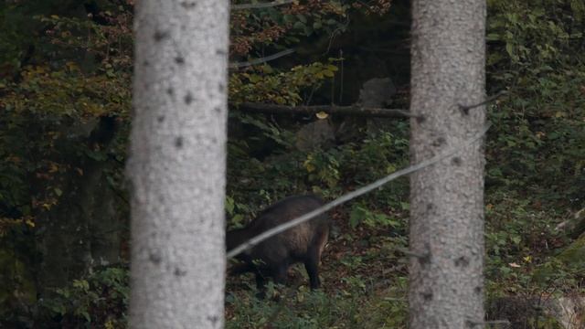 Filming Wild Chamois - Testing My New Photography Hide Tragopan V6