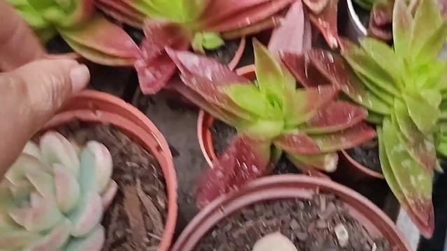 AULÃO!!! 15 SUCULENTAS IDEAIS PARA INCIANTES NO CULTIVO E QUER COMEÇAR A VENDER SUCULENTAS. смотреть онлайн