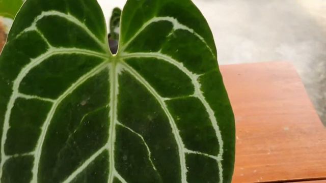 Anthurium crystallinum minahasa смотреть онлайн