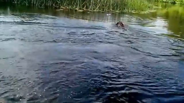 Заплывы смотреть онлайн