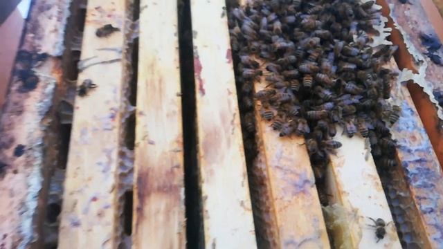 На пасеке 25.01.2021//+3°С после 30 градусов мороза. смотреть онлайн