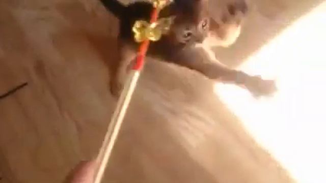 Выставочная дразнилка для кошек