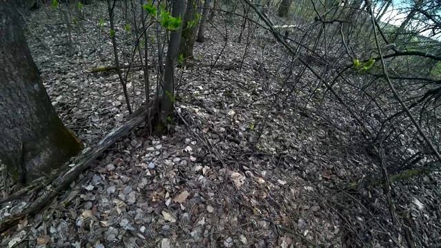 САМ НЕ ВЕРИЛ, КУДА ПОПАЛ! Сморчковая шапочка заполонила лес! Сбор весенних грибов в мае 2022! смотреть онлайн