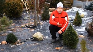 Защита ели канадской Коника от выгорания