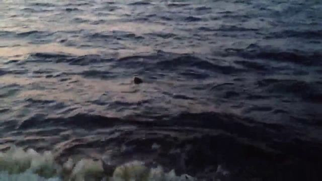 Это ВЫДРА, посоны!!!!11 смотреть онлайн