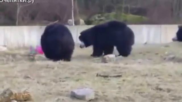 Шарик с гелием и медведи, Ball With Helium And Bears