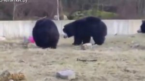 Шарик с гелием и медведи, Ball with helium and bears