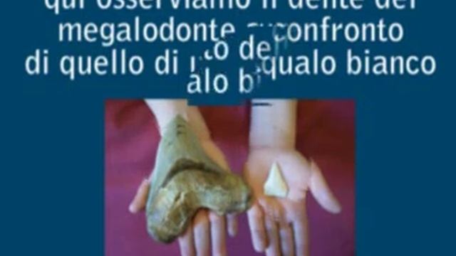 Carcharodon megalodon VS Squalo Bianco - Squalo preistorico смотреть онлайн