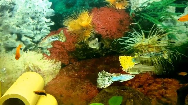 Аквариум с гуппи желтая и зеленая кобра. смотреть онлайн