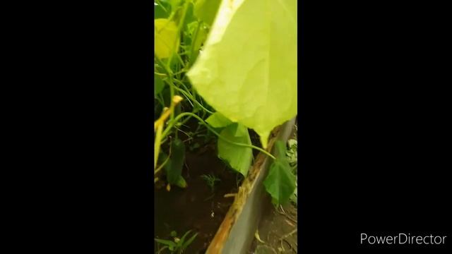 Виноград из косточки и много другое ...25.06.21... смотреть онлайн