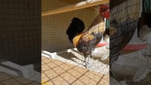 Петух долго кукарекает и падает