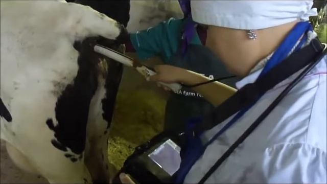 УЗИ диагностика стельности коров. УЗИ сканер AcuVista смотреть онлайн