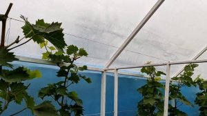 Теплица для винограда.