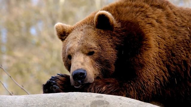 Почему медведи не залегли в спячку смотреть онлайн