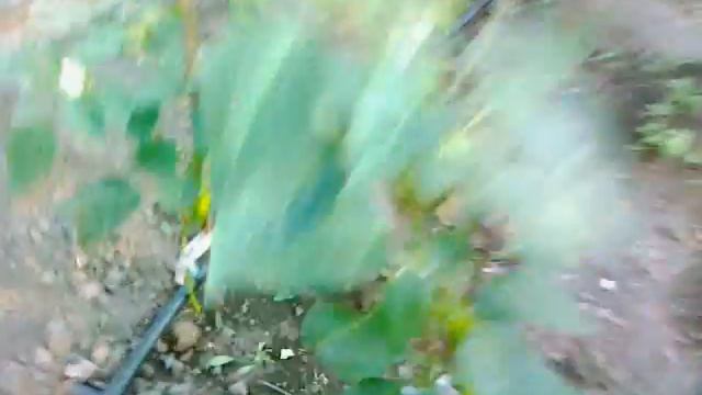 Капельная система полива смотреть онлайн