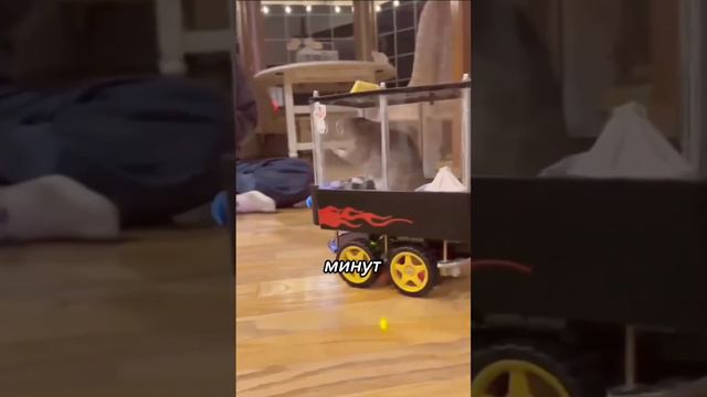 МЫШИ НА МАШИНЕ смотреть онлайн