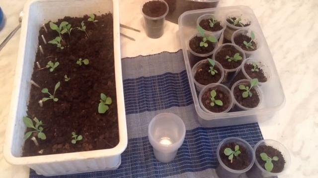 127.АСТРЫ от семечка до букета смотреть онлайн