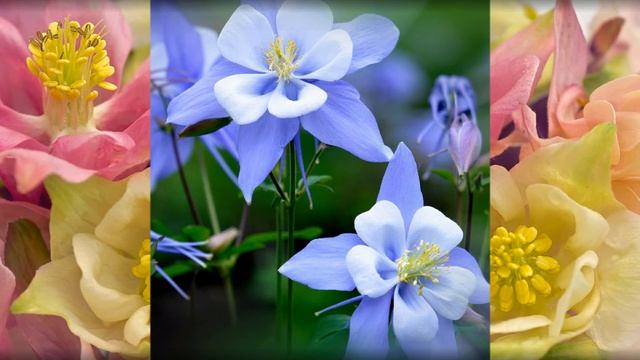Flowers and Music-Aquilegia-Аквилегия смотреть онлайн