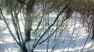 Охота на зайца с собакой