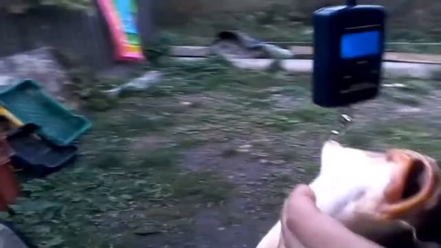 Рибала у Вижнянах /карп 5 кіло/ смотреть онлайн