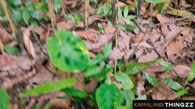 Zero Cost Plant Hunting|Caladium Hunting|Caladium Varieties Malayalam