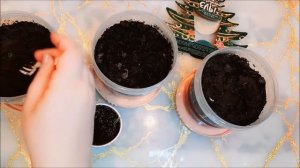 Что выросло к Новому Году из семян “Вырасти ёлку” из Фикс прайс| Наряжаю ель выращенную из #FixPric