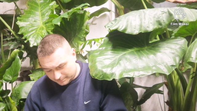 471#. Uprawa Alokazji i Kolokazji w ogrodzie cz. 2/3.. смотреть онлайн