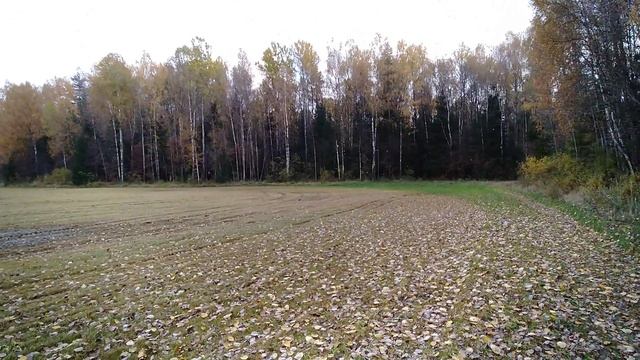 осенние поля и осенний лес смотреть онлайн
