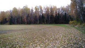 осенние поля и осенний лес