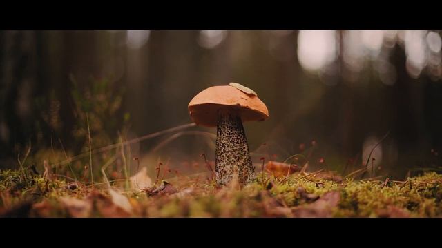 Золотая осенняя пора 4k Video