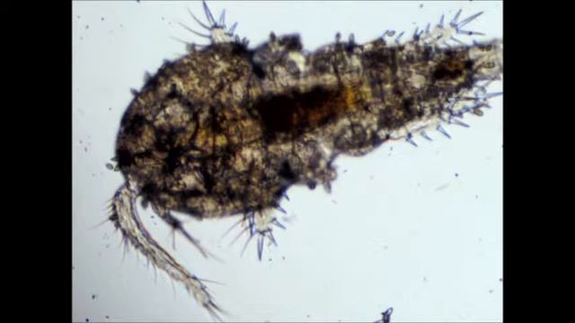 Cyclops Strenuus