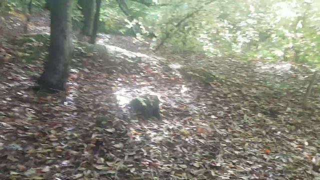 Деликатес -гриб зонтик.Свинушка -ядовитый гриб.347