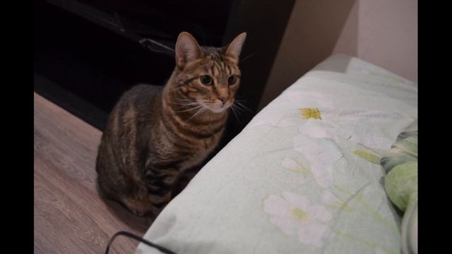 Коты смотреть онлайн