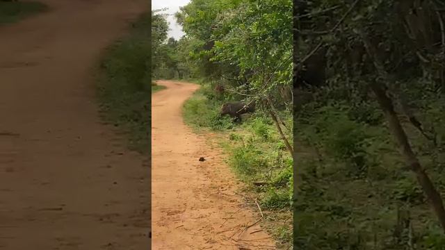 Кабанчики смотреть онлайн