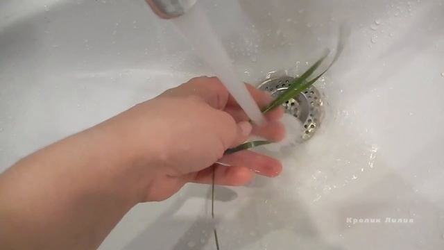 Пырей, трава - Лакомство для кролика (трава, Grass)