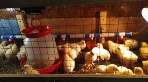 Брудер для бройлера. Лёгкое содержание птицы