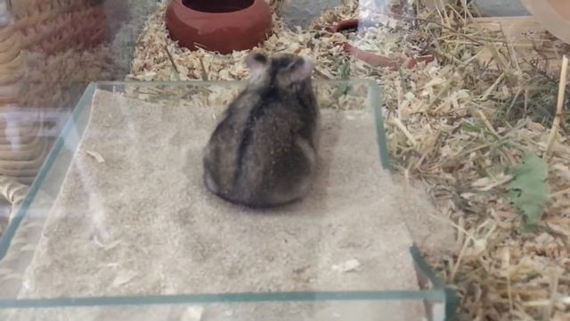 Хомяк моется в песке / помыть хомяка / купается сам смотреть онлайн