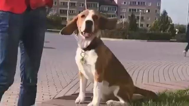Хендлинг бигля 🐕 Подготовка к выставке смотреть онлайн