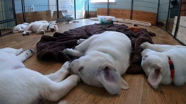LIVE STREAM Puppy Cam! Adorable 6 weeks old Labrador Puppies at Play! смотреть онлайн
