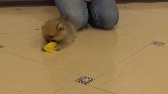 Щенки Померанского Шпица из питомника смотреть онлайн