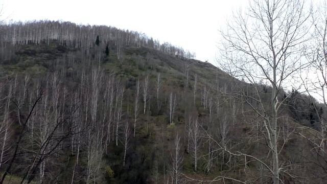 Как посадить дерево на горе смотреть онлайн