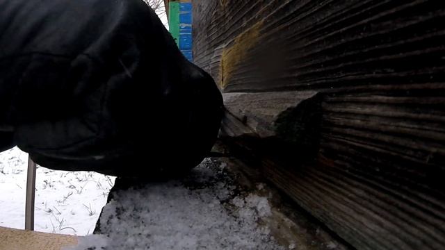 Новогодний осмотр зимовки пчелосемей. Утепление. Beekeeping for beginners смотреть онлайн