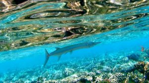 ЕГИПЕТ| Опасные рыбы Красного моря. Рыба игла/ Сарган/ Тилузор/ Tylosurus choram