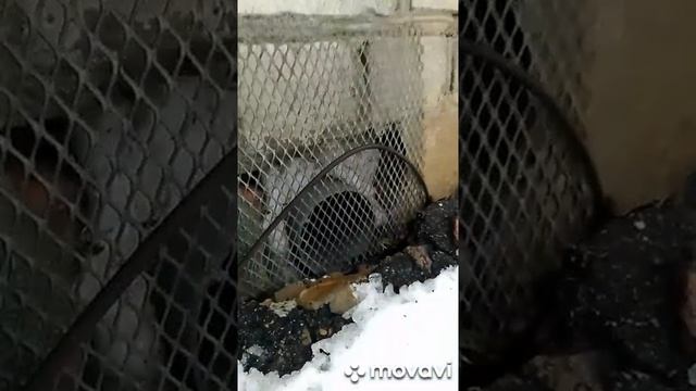 Буржуйка Как повысить эффективность буржуйки Как повысить КПД буржуйки DIY How to improve logstove смотреть онлайн