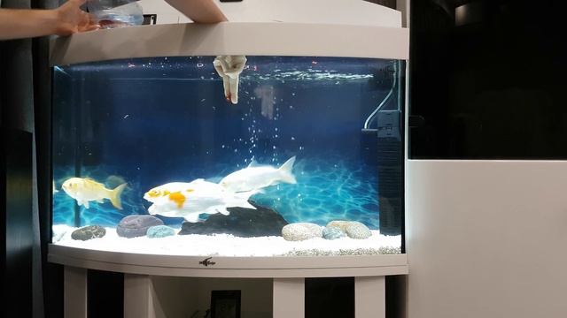 Карпы кои в аквариуме часть 3 смотреть онлайн