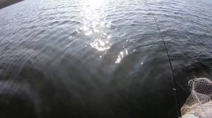 Тейл спиннер осенью! Какой ЦВЕТ ТЕЙЛ СПИННЕРА лучший ДЛЯ ЩУКИ! Рыбалка на щуку и окуня.