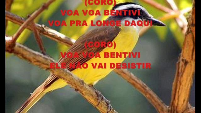 Música de capoeira - Voa voa Bem-te-vi смотреть онлайн