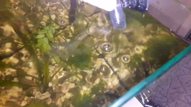 Внешний фильтр для аквариума из помпы и колбы магистрального фильтра смотреть онлайн